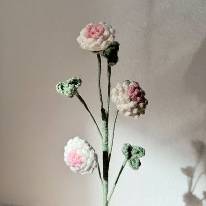 Trifolium ( Clover ) 02