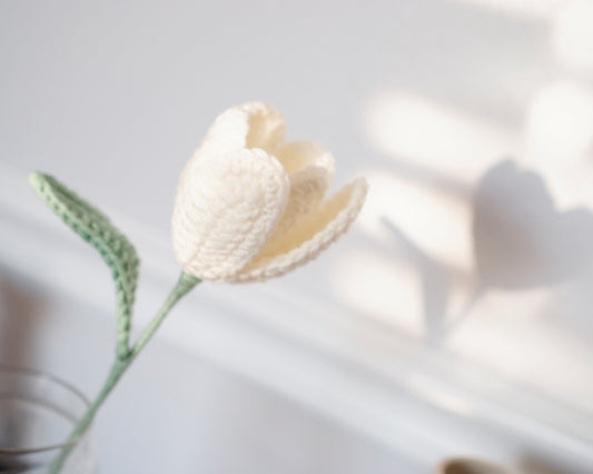 WHITE TULIP