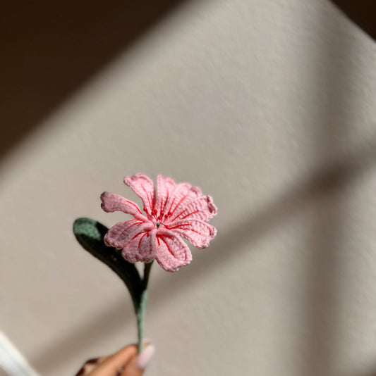PINK LEWISIA