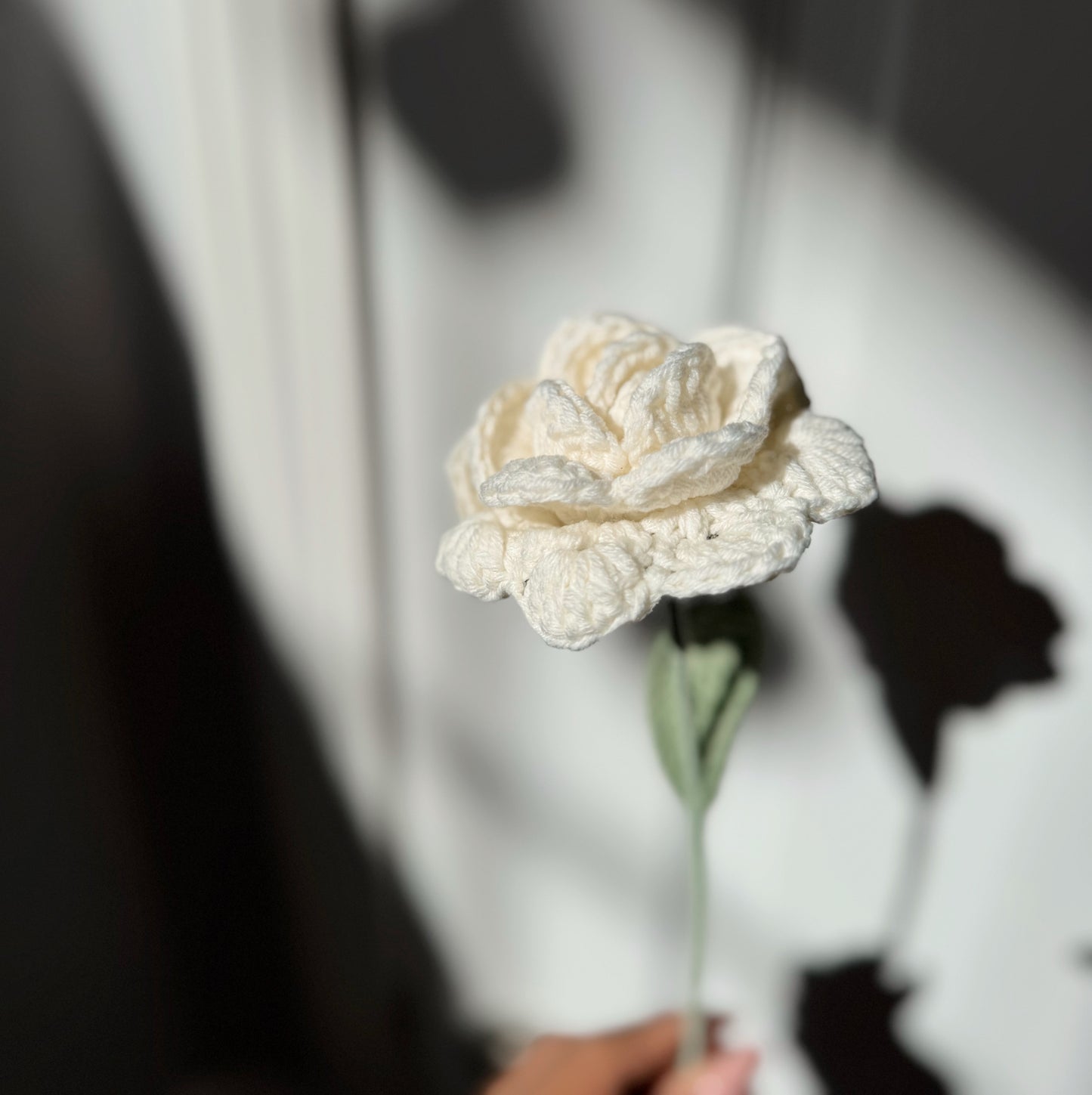 WHITE ROSE