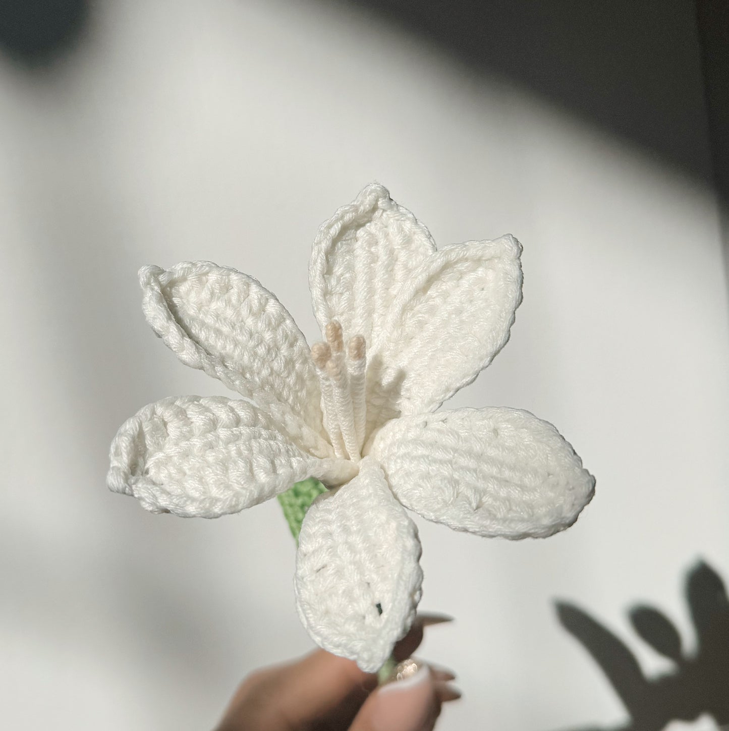 White Daylily