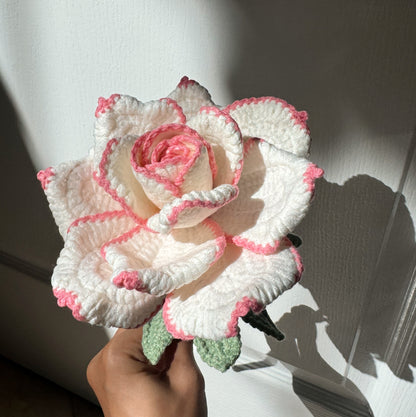 White XL Rose with Pink edge