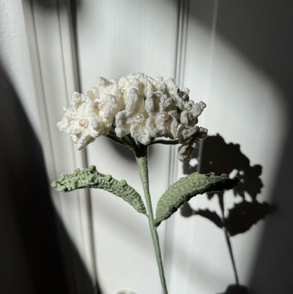 WHITE HYDRANGEA