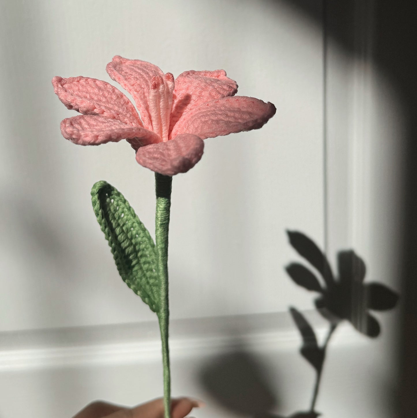 Pink Daylily