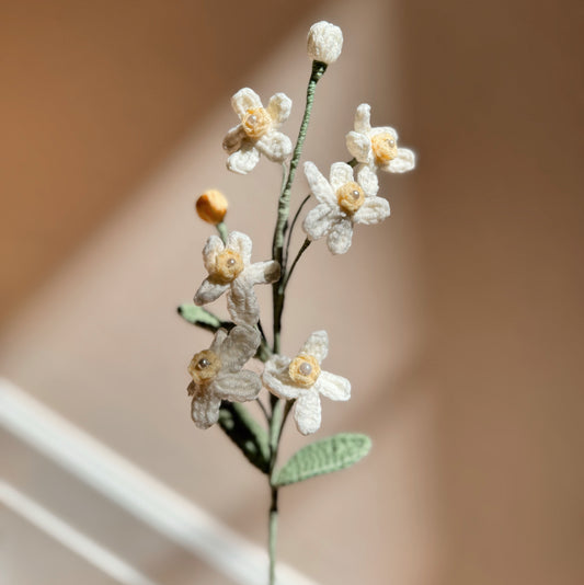 WHITE OXYPETALUM