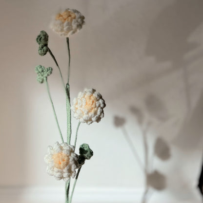 Trifolium ( clover) 01