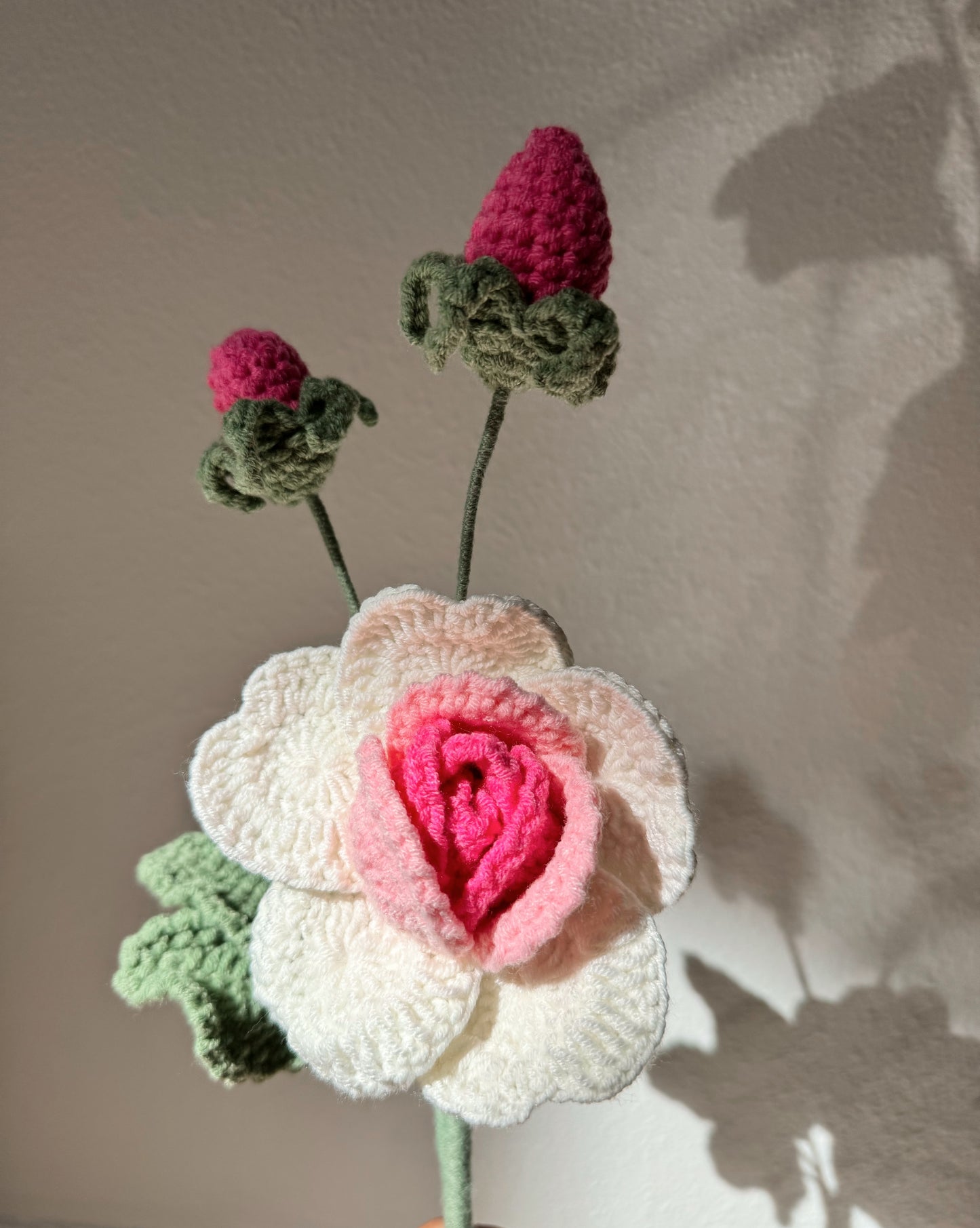 Ombré Pink Rose