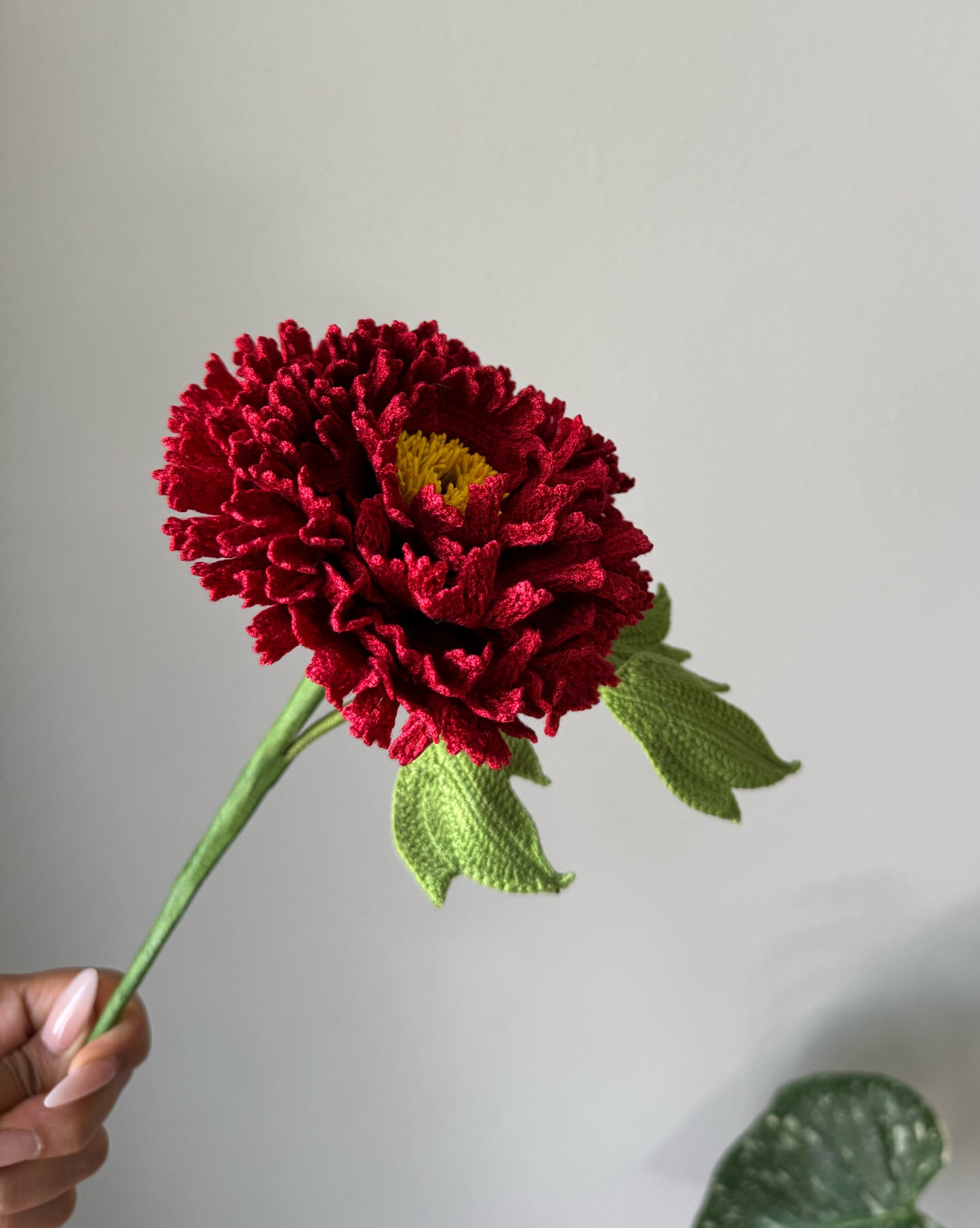 Detailed Rich Red Peony