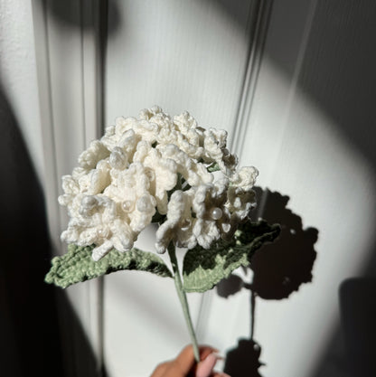 WHITE HYDRANGEA