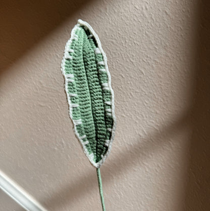 CORDYLINE TERMINALIS LEAF