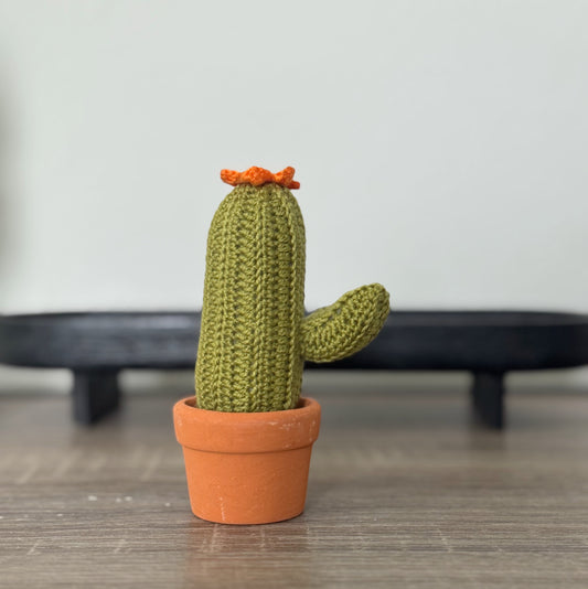 01 Cactus in the pot