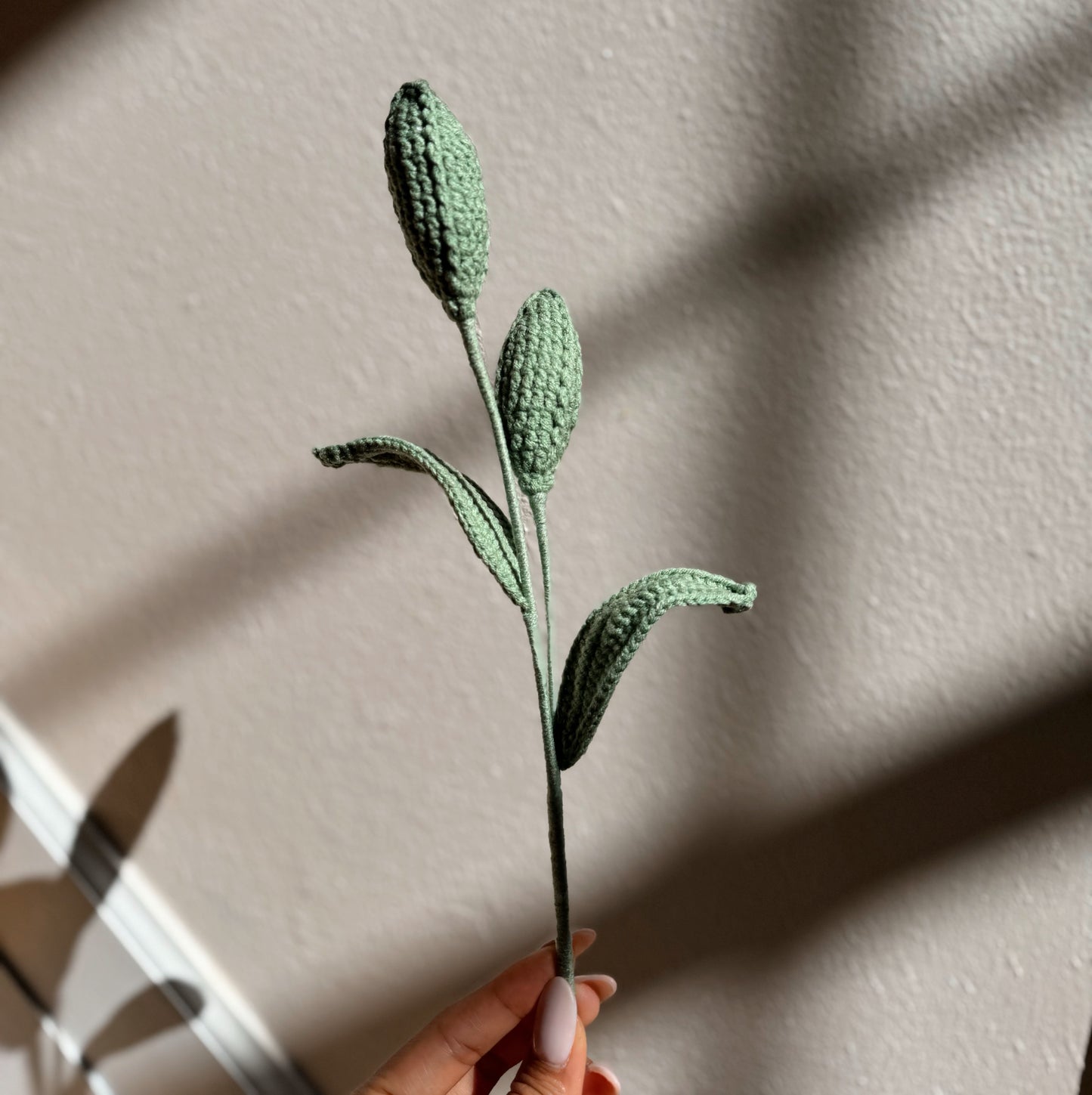 TULIP BUDS
