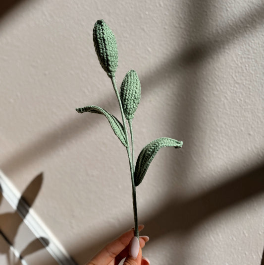 TULIP BUDS
