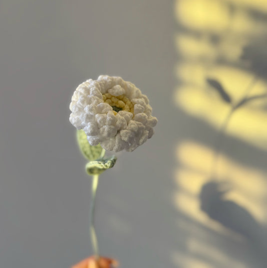 White Zinnia