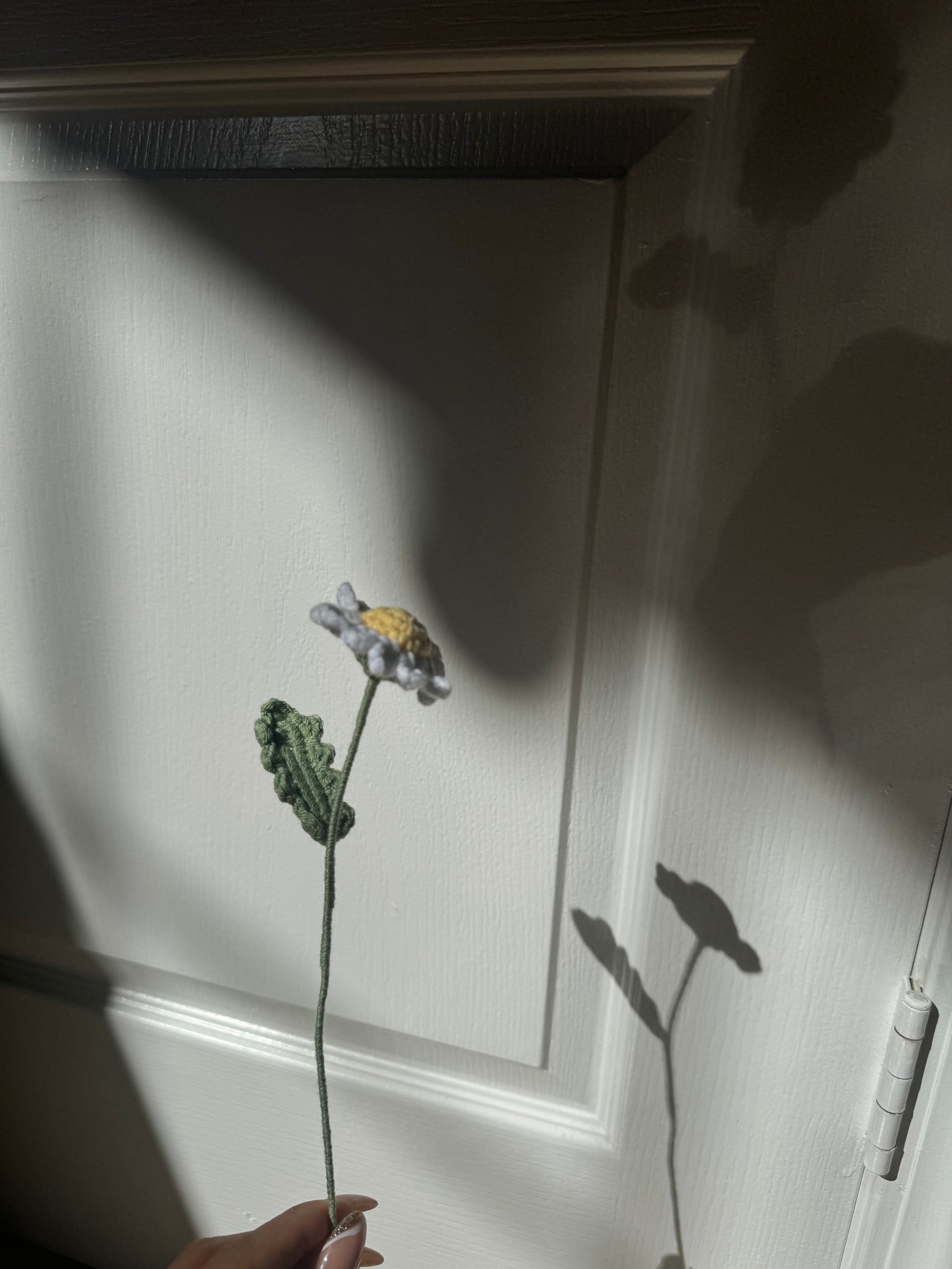 White Daisy
