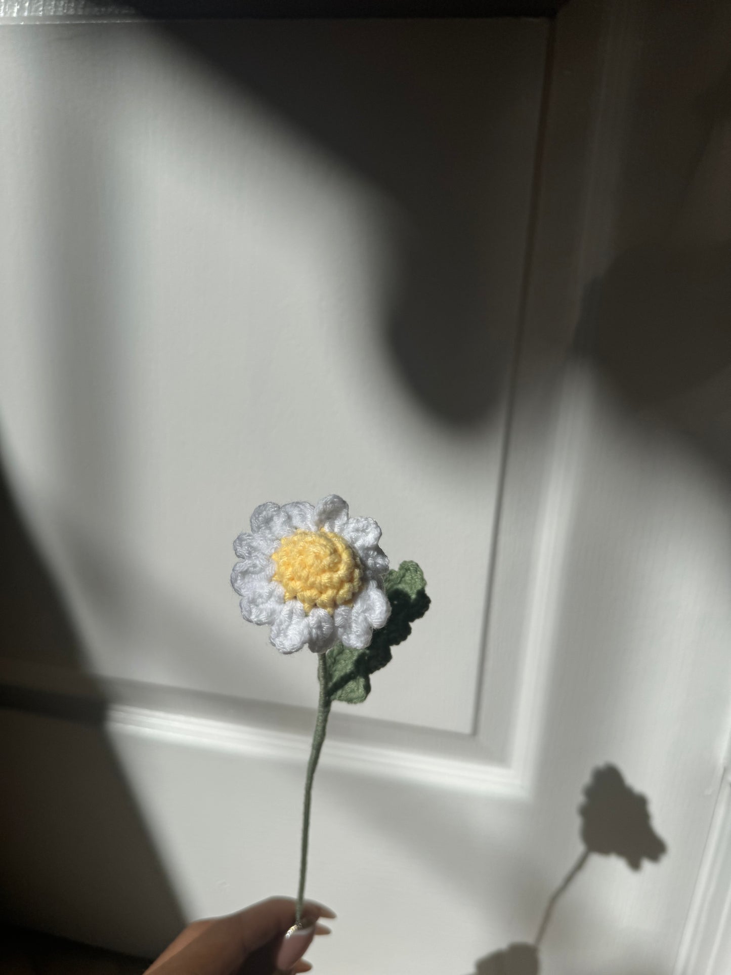 White Daisy
