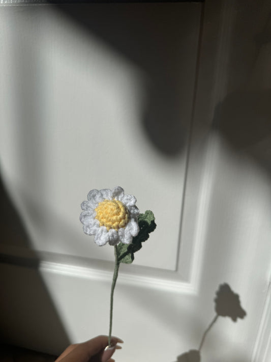 White Daisy